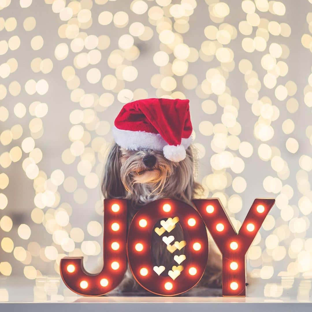 Holly Sissonさんのインスタグラム写真 - (Holly SissonInstagram)「I wish you a joy filled holiday season! ☺️🐶🎄❤️ #Toronto #Havanesedog #bokeh #christmas #santapaws #christmasdecor #xmaswonders ~ See more of Oliver, and Alice & Finnegan, on their pet account @pitterpatterfurryfeet ~ Canon 1D X MkII + 85 f1.4L IS @ f1.4 (+ Lomography 85mm #Petzval Art Lens for heart bokeh) (See my bio for full camera equipment information plus info on how I process my images. 😊) ~ @bestwoof #bestwoof」12月21日 23時01分 - hollysisson