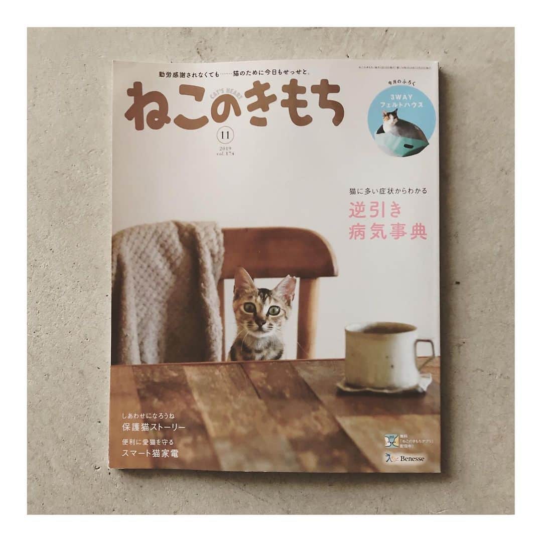 こむぎさんのインスタグラム写真 - (こむぎInstagram)「* 今日からHase( @hase.utsuwart )で始まった清岡幸道さん( @kodokiyo )の展示 初日たくさんの方にご覧いただけて嬉しかったです〜😭 今年のねこのきもち11月号の表紙は、我が家にいた保護猫のココちゃん(仮名テトちゃん)と私のお気に入りの清岡さんのマグカップ🙏🏻 形も特徴的だし、猫好きでうつわ好きの方がもしもいたら清岡さんの作品って気がついてもらえるかな？なんて思っています😁 質感と取っ手が可愛いくて素敵😆 今のところまだ在庫有です✨ ぜひぜひご覧くださーい🙏🏻✨ #清岡幸道 #うつわ #マグカップ  #hase」12月22日 0時24分 - tomochunba
