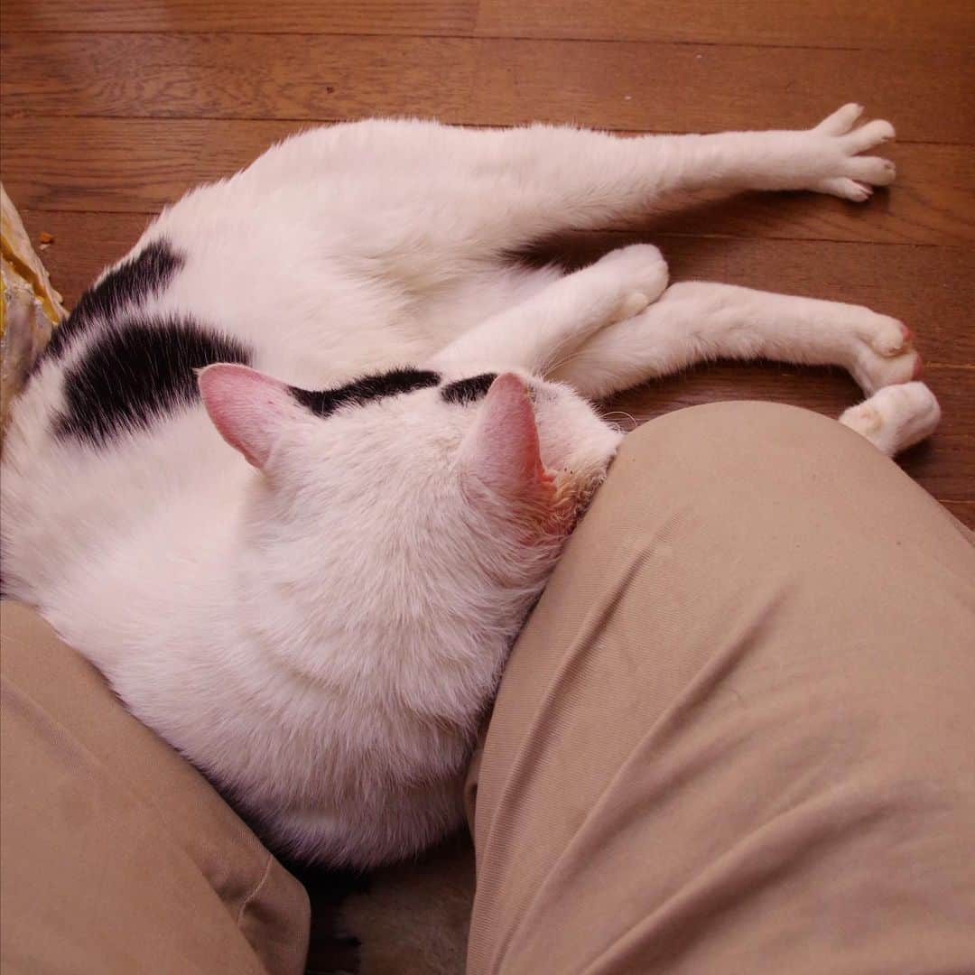 Kachimo Yoshimatsuさんのインスタグラム写真 - (Kachimo YoshimatsuInstagram)「開いた。開いた。トリ足、開いた。 #うちの猫ら ＃猫 #nanakuro #トリ足 #ねこ #cat #ネコ #catstagram #ネコ部 http://kachimo.exblog.jp」12月22日 0時46分 - kachimo