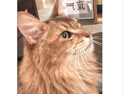 まさき沙耶さんのインスタグラム写真 - (まさき沙耶Instagram)「時差更新🐈. 保護猫でやっているカフェとそのあと行ったご飯です🥰. . 今回はちゃんとご飯のお店の名前も撮ってきました笑 (ちょっとわかりにくい場所にあるのと、座る席が少ないので気をつけてください♡) . 猫さんすごく大事にされてて毛並みもよくて、 お客さんから里親決まってる子達もいて、 こういうカフェいいなって思いました💗. . 時間中、猫には大体無視されて、おやつのちゅーるあげる時だけものすごくモテました🙋‍♀️🐟！！！笑. かわいい😂♥️. . #猫カフェ #保護猫カフェ #新橋 #銀座 #銀座しまだ #お出かけ記録 #ごはん記録」12月22日 10時44分 - saya_masaki