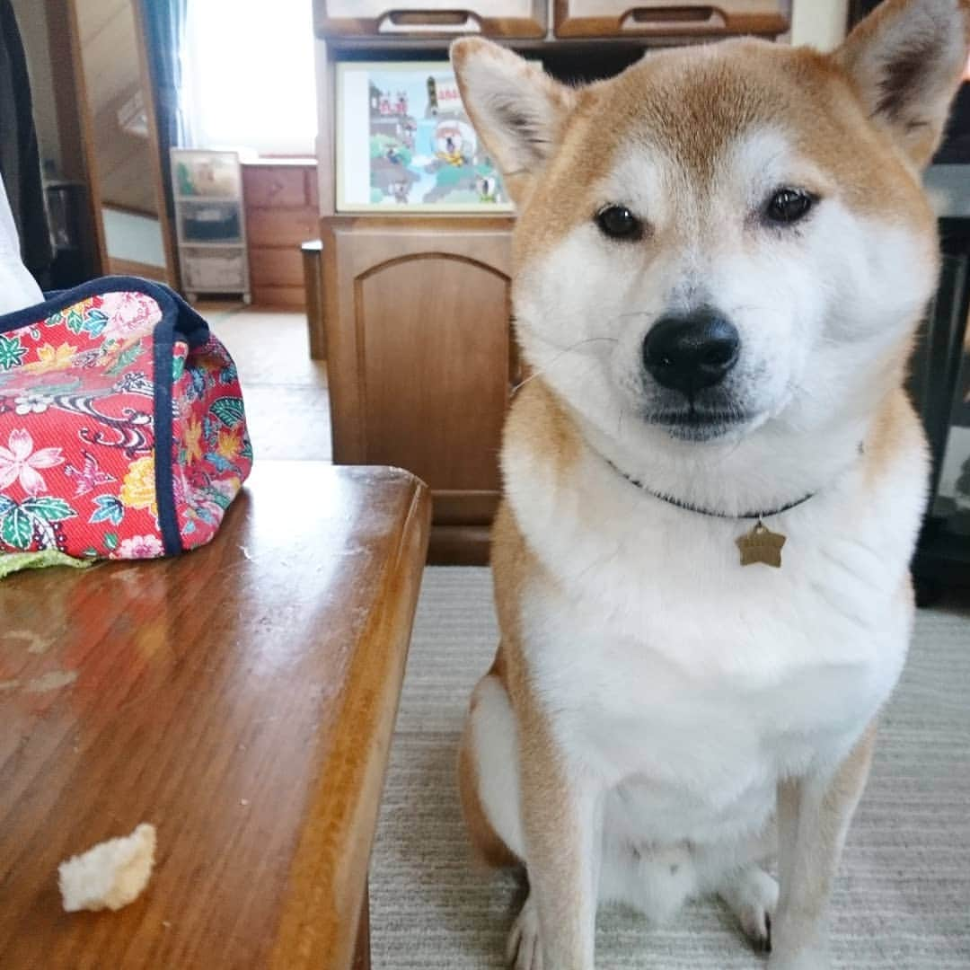 柴犬⭐️サスケさんのインスタグラム写真 - (柴犬⭐️サスケInstagram)「こんにちワン #朝ん歩 #💩#雪#柴犬#赤柴#犬ら部#わんだフォ #ふわもこ部 #柴北会 #pecoいぬ部 #shibasnap #shibagram #shibastagram #🐶📷 #🐶#茶助#ハヤブサ#靴下#タッチ#待て#パン」12月22日 11時08分 - shiba20150405