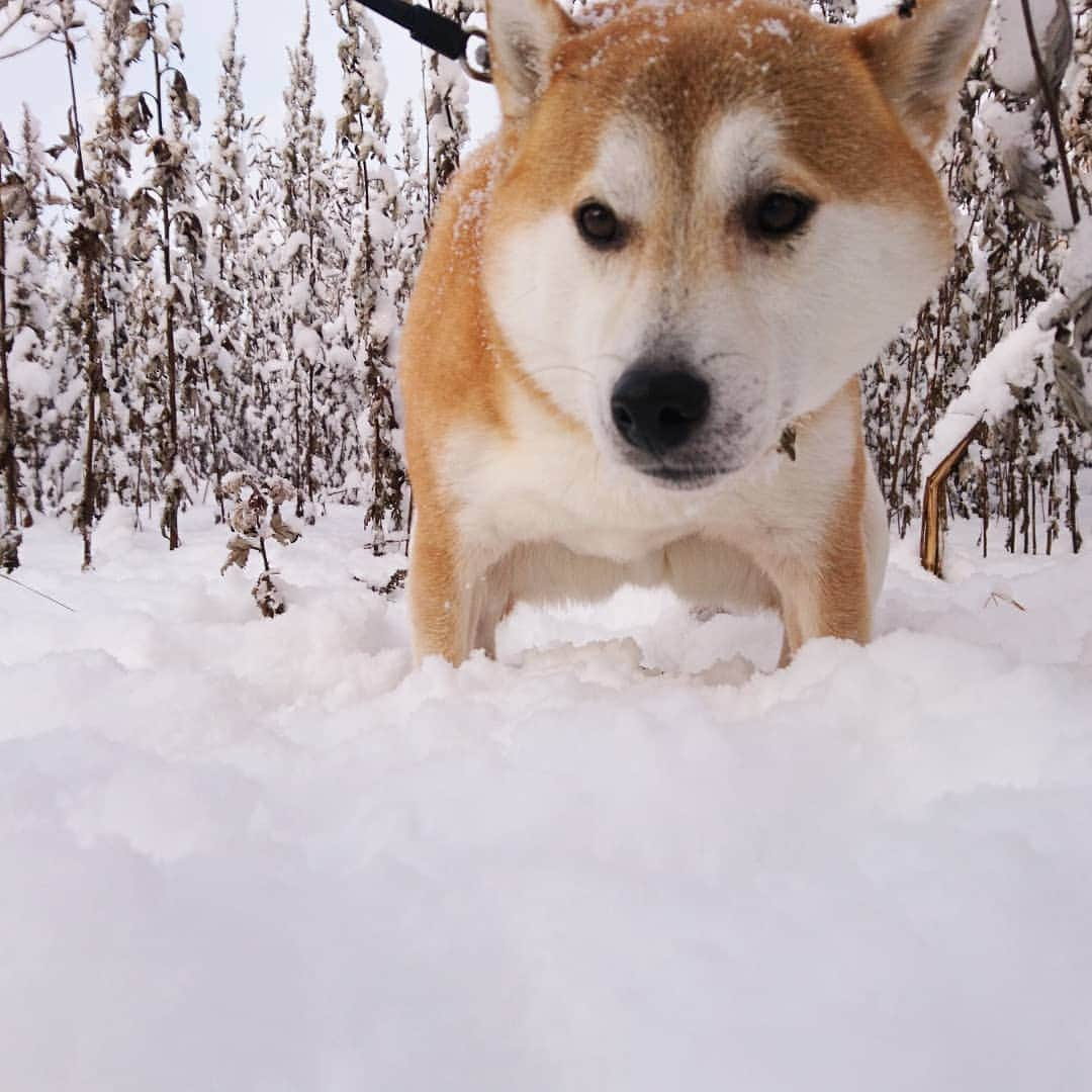 柴犬⭐️サスケさんのインスタグラム写真 - (柴犬⭐️サスケInstagram)「こんにちワン #朝ん歩 #💩#雪#柴犬#赤柴#犬ら部#わんだフォ #ふわもこ部 #柴北会 #pecoいぬ部 #shibasnap #shibagram #shibastagram #🐶📷 #🐶#茶助#ハヤブサ#靴下#タッチ#待て#パン」12月22日 11時08分 - shiba20150405