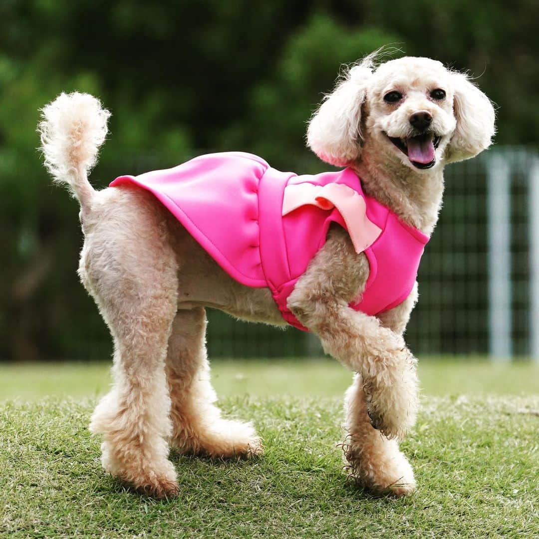 田中康夫のインスタグラム：「🎉Xmas weekのプレゼントは何かしら🎁🎄Lotta🐶#doglover」