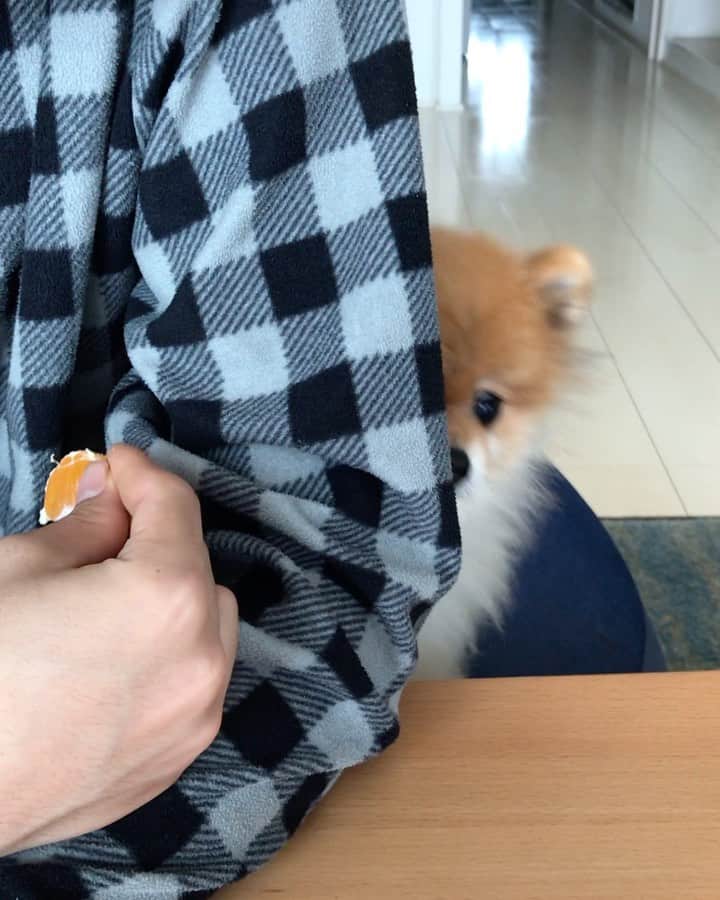 RIO POMEのインスタグラム：「みかん🍊？ ぼくにもちょーだい💕  ちょーだい💕  ちょーだーい💕  で  なくなったらにいちゃん用なし😆  結局さいごは  ままさーん💕  みかん🍊  か  だっこ💕  のうるうるお目目✨  みなさんいい休日をね💕  #ポメラニアン #pomeranian  #犬 #dog #dogstagram#doglover #愛犬 #わんこ #ポメラニアン大好き #ポメラニアンが世界一可愛い #pom #ぽめらにあん #ポメ#pomeraniansofinstagram  #pomeranianlove #ふわもこ部 #いぬバカ部 #癒しわんこ#instapic#pomstagram #puppy #dogsofinstagram #cute#cutedog」