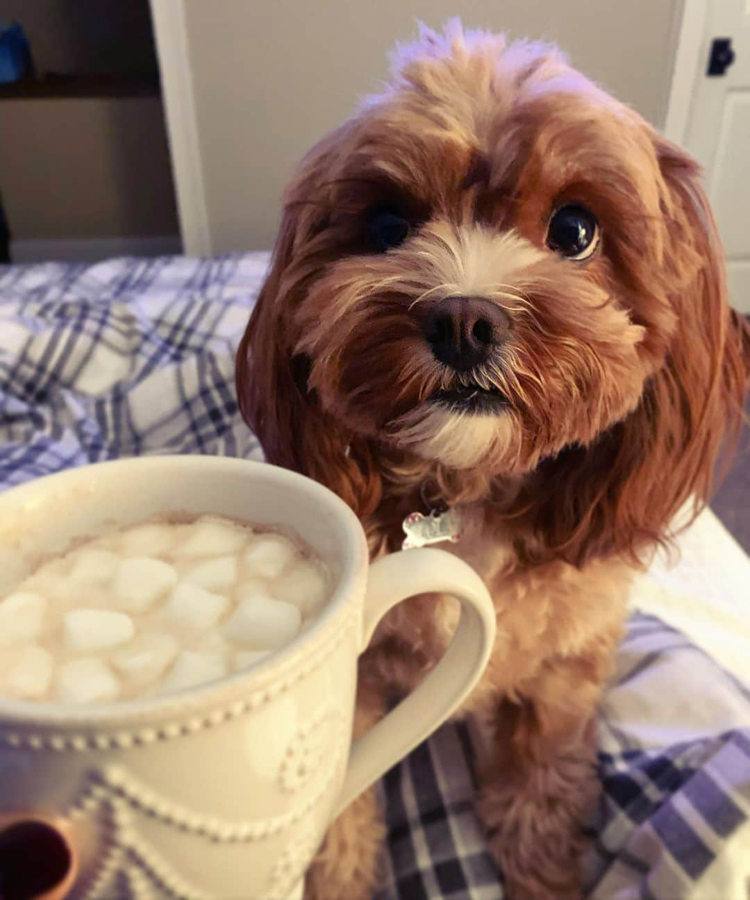 サマンサ・シザーリオのインスタグラム：「Cozy Saturday night in with our tiny ☕️🥰」