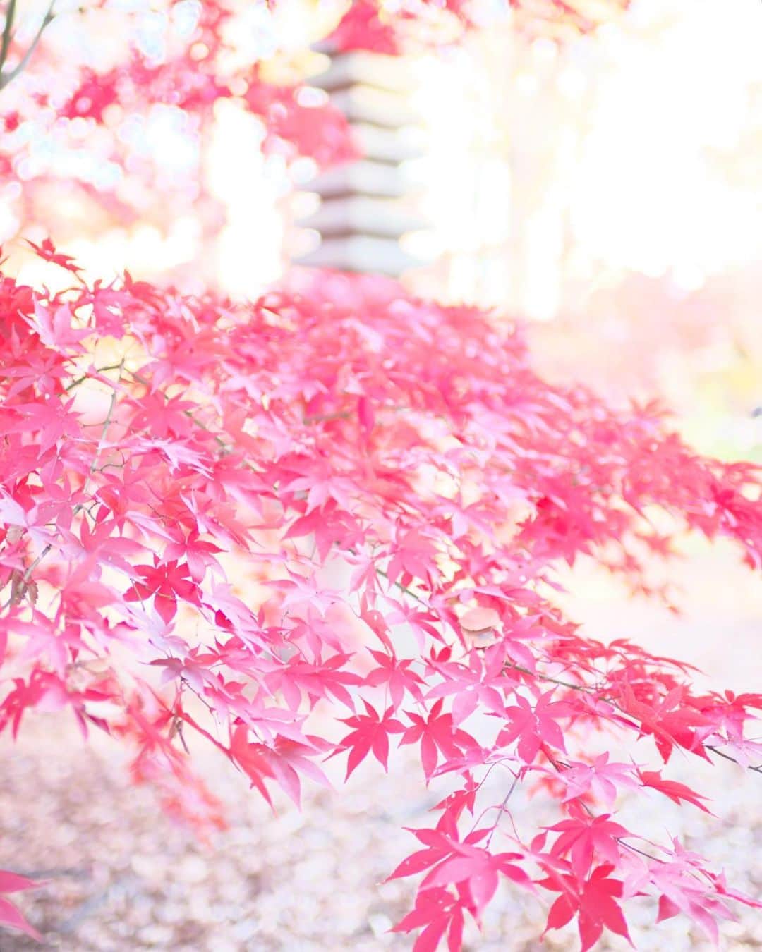 kiccyomuのインスタグラム：「☁️ 2019.12.22 Sun 都内の #紅葉 🍁 今年はたくさん撮ったモミジ🍁 * そろそろイルミも撮りたいネ〜 今年も、残り10日… 今日も元気に🤗 * location #東京 #目黒 撮影 12月8日」