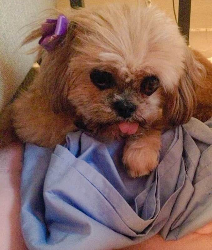 Marnie The Dogのインスタグラム：「7 years ago 2day I was abopted」