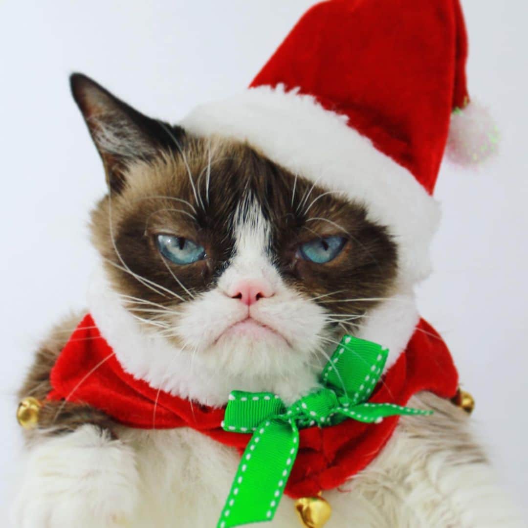 Grumpy Catさんのインスタグラム写真 - (Grumpy CatInstagram)12月22日 5時12分 - realgrumpycat