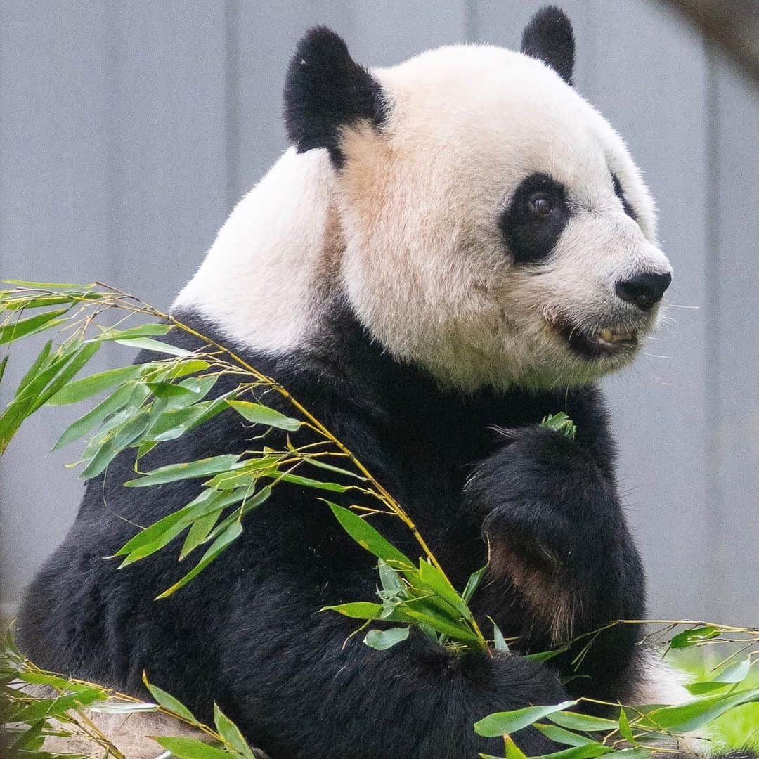 スミソニアン国立動物園さんのインスタグラム写真 - (スミソニアン国立動物園Instagram)「🐼 What does a day in the life of our giant pandas look like? Get an exclusive, behind-the-scenes look in "Pandamonium: A Virtual Experience," now screening in the Visitor Center Theater on select nights during ZooLights, powered by Pepco.  See it Dec. 21 through 23 at 5 p.m., 6 p.m., 7 p.m. and 8 p.m. 🎥 SHOWTIMES + 🎟️ TIX INFO: https://s.si.edu/38mtnoE. (Link in bio.)」12月22日 5時20分 - smithsonianzoo