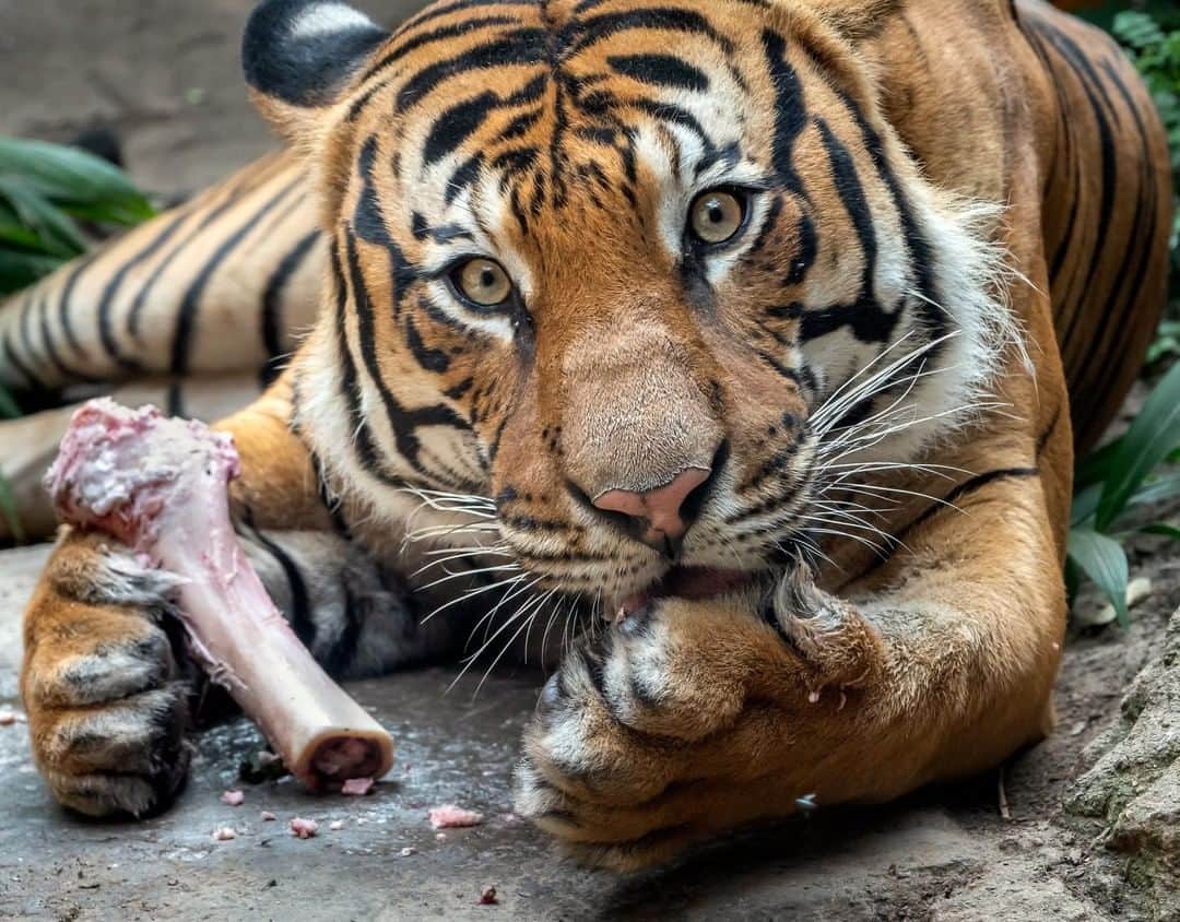 San Diego Zooさんのインスタグラム写真 - (San Diego ZooInstagram)「Toe bean lickin' good. 🐾 Tigers are patient hunters and can move slowly and quietly, stalking their prey for 20 or 30 minutes. Their large canine teeth and powerful jaws are used to grab a prey animal by the neck and suffocate it. Tigers use their sandpaper-rough tongues to scrape the last bits of meat from the bones of a meal. #Caturday #tigertoebeans #sandiegozoo 📷 Helene Hoffman」12月22日 6時01分 - sandiegozoo