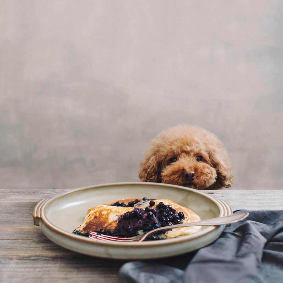 Mr. Cookieのインスタグラム：「Can we share?」