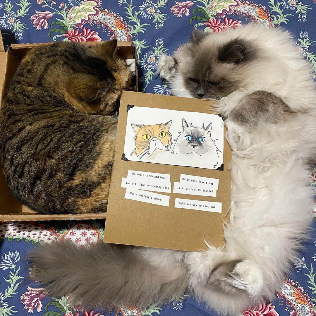 Tinaのインスタグラム：「There have never been truer words spoken.😻Thank you @catladybox for the wonderful gift! ❤️」