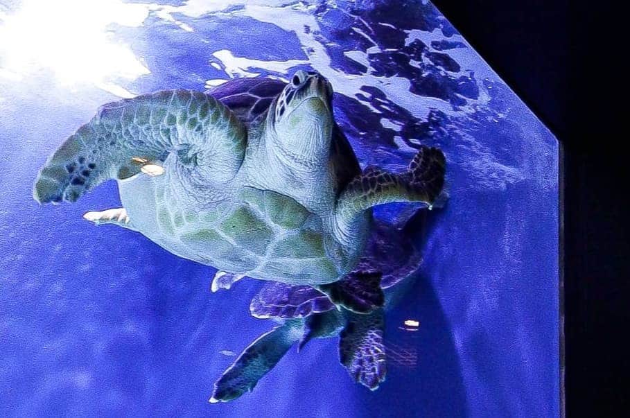 石関友梨のインスタグラム：「ハワイにいきたくなる🌴🌊🌺🌈 #水族館 #写真集をもう少しだけ付き合って #良い感じの写真がいっぱいで  #見てもらいたいんだ #笑 #カメ #デカ #ゆったり泳いでる姿をこの角度で初めて見た感動 #可愛い #癒し」