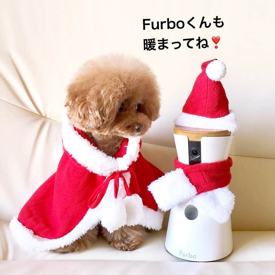 Furbo ドッグカメラさんのインスタグラム写真 - (Furbo ドッグカメラInstagram)「ファーボでお留守番✨⁠⠀ ・⁠⠀ 2枚目の動画はみんなのお留守番の時の様子です💕⁠⠀ お留守番中の録画はもちろん、帰ってきた時のみんなを見るのが本当楽しみで、毎回録画しちゃいます😆⁠⠀ ・⁠⠀ 今、ファーボではクリスマスSALE開催中❣️⁠⠀ プロフィールのURLからチェックしてみてね❣️⁠⠀ ・⁠⠀ 📷 @azchpn ⁠⠀ ⁠⠀ #トイプードル #トイプードルレッド #トイプー ＃クリスマスギフト」12月22日 12時15分 - furbo_japan