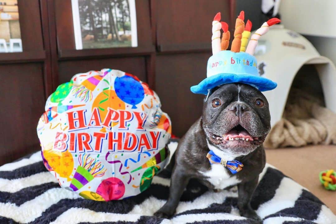 Turbo_dad フレブルのターボさんのインスタグラム写真 - (Turbo_dad フレブルのターボInstagram)「Happy birthday Turbo🥳 He just turned 9 today!! 本日9歳になりました！ . . .  #frenchbulldog #frenchie #buhi #dog #フレンチブルドッグ  #フレブル #ブヒ #frenchiesofinstagram #instadog #instafrenchie #frenchiegram #dogstagram #frenchbullys #frenchielove #프렌치불독 #thefrenchiepost #法鬥 #frenchies1 #portrait #igersjp #tokyocameraclub  #bully #ilovemydog #frenchielife #愛犬 #dogsofinstagram #ふわもこ部 #happybirthday #誕生日 #hbd」12月22日 12時16分 - turbo_dad