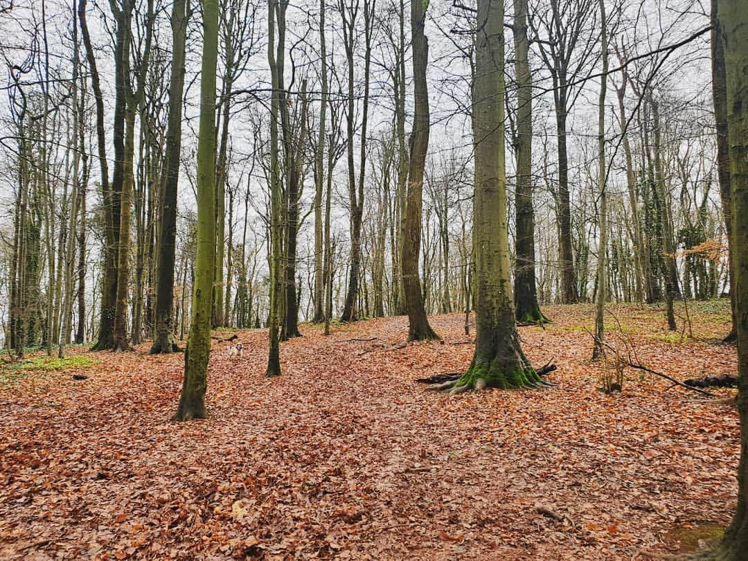 フローリーさんのインスタグラム写真 - (フローリーInstagram)「Lost in the woods.  Ps. Spot the pooch 😍」12月22日 6時54分 - florrie