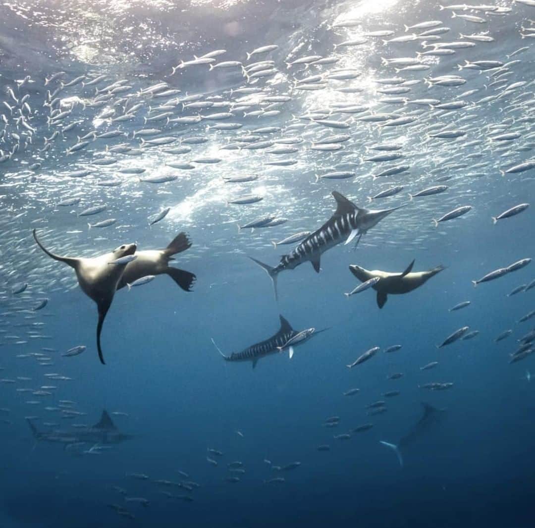 Costa Sunglassesのインスタグラム：「Battle for the bait ball. 📷: @alexstjeanphoto #SeeWhatsOutThere #BornOnTheWater」