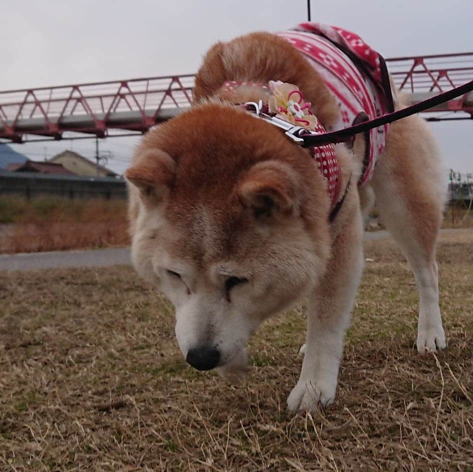 柴子さんのインスタグラム写真 - (柴子Instagram)「今日の朝散歩は、かなり久しぶりな河川敷へ。 柴子(仮名)さん、河川敷に着いたらいつもよりも足取りが軽い(*^^*)　好きな場所は覚えてるんだねw #柴犬　#shibainu #shibastagram」12月22日 8時08分 - senogawadogs
