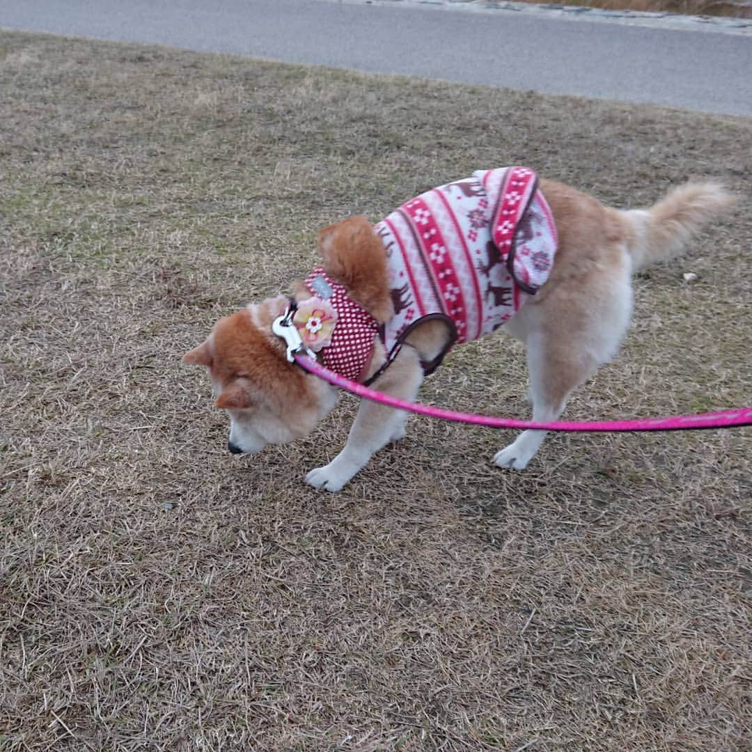 柴子さんのインスタグラム写真 - (柴子Instagram)「今日の朝散歩は、かなり久しぶりな河川敷へ。 柴子(仮名)さん、河川敷に着いたらいつもよりも足取りが軽い(*^^*)　好きな場所は覚えてるんだねw #柴犬　#shibainu #shibastagram」12月22日 8時08分 - senogawadogs
