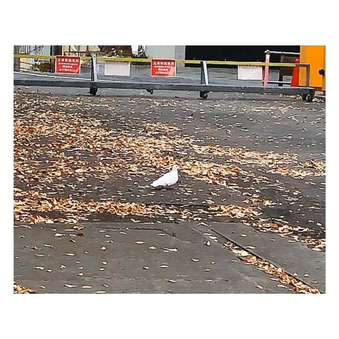 理絵さんのインスタグラム写真 - (理絵Instagram)「白い鳩を見つけた🕊なにか良い事あるかな〜あるといいな  #piccione #pigeon #白いハト #白い鳩 #鳩 #ハト #tokyo #japan」12月22日 9時43分 - ____rie____
