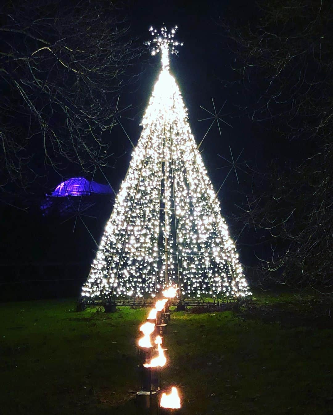 シネイド・ケアーさんのインスタグラム写真 - (シネイド・ケアーInstagram)「Christmas stroll in Edinburgh Botanic Gardens🎄😊 #christmasatthebotanics #scotland」12月22日 10時08分 - sineadskate