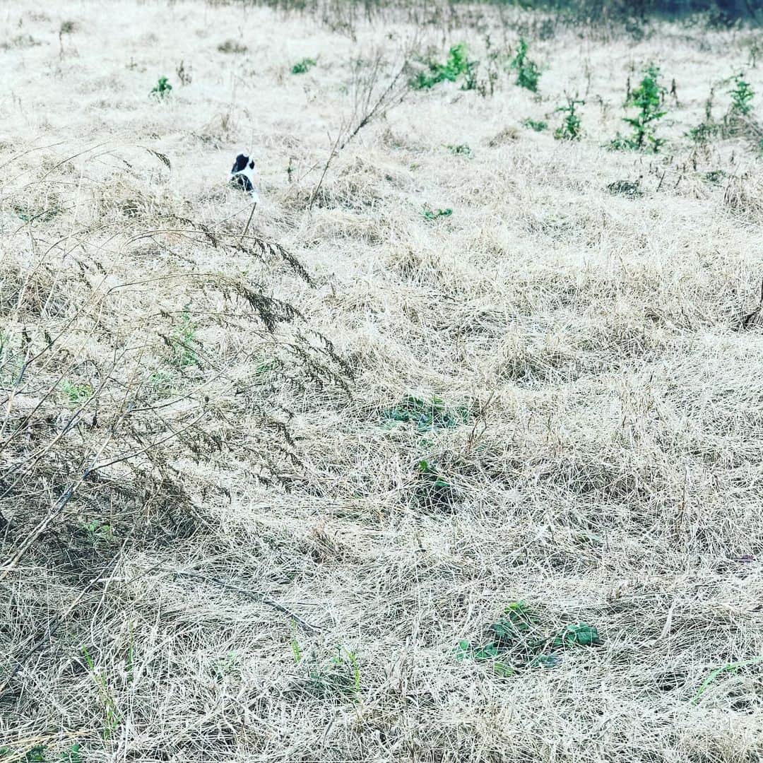 高橋文樹のインスタグラム：「休耕地に猫」