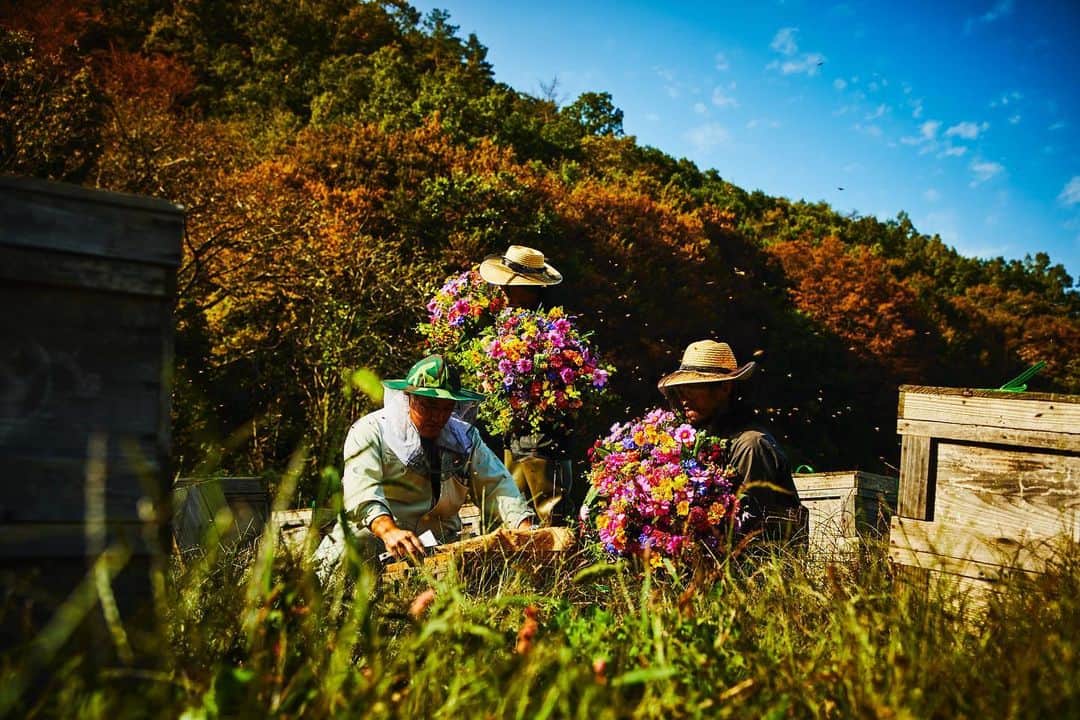 椎木俊介のインスタグラム：「FLOWER AND MAN - Beekeeper -  #azumamakoto #shiinokishunsuke #amkk #amkkproject #flowerandman #flowers #flowerart #東信 #東信花樹研究所 #makotoazuma #beekeeper #beekeeping」