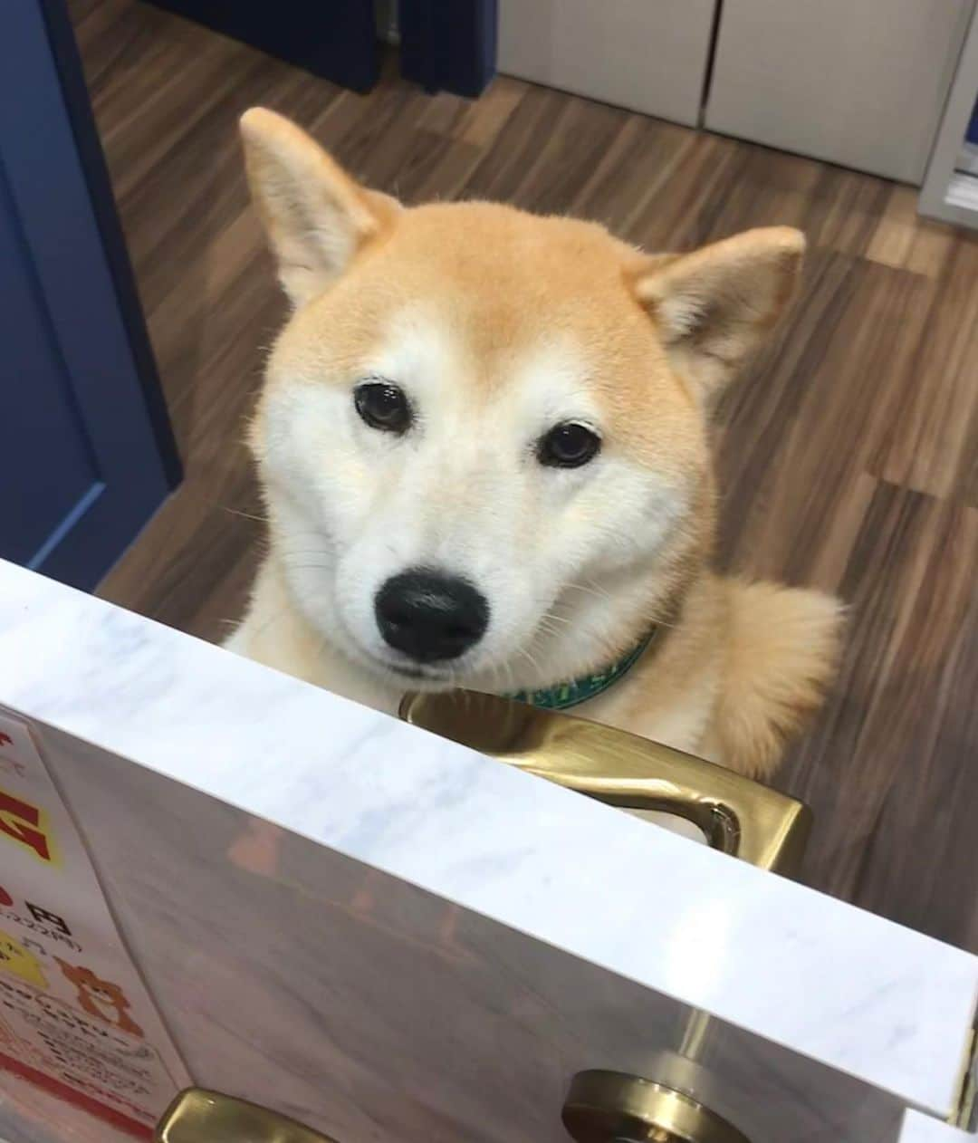 柴犬のモモさんのインスタグラム写真 - (柴犬のモモInstagram)「今年ラストのシャンプーに行って来ました。残念ながら帰りは雨に降られてしまいましたが、モモさんがふわふわで良い匂いがして最高です #いぬ #イヌ #犬 #柴犬 #赤柴 #日本犬 #犬バカ部 #ふわもこ部 #いぬら部 #癒しわんこ #柴犬マニア #犬のいる暮らし #口角キュキュッと部 #shiba #shibainu #shibadog #dogstagram #dogsofinstagram #shibastagram #shibasofinstagram #shibamania #inu #instadog #toyota_dog」12月22日 20時26分 - shi_ba_i_nu_momo