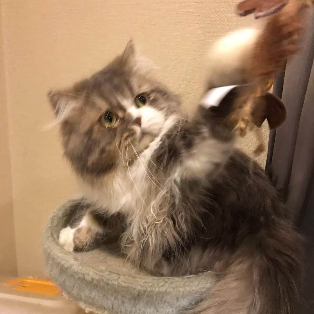 Haruのインスタグラム：「Give it to me! #เอามานี่ #อย่าให้ต้องร้ายนะ #jasperlucifer #ฟูฟู่ #หัวใหญ่ใจนักเลง」