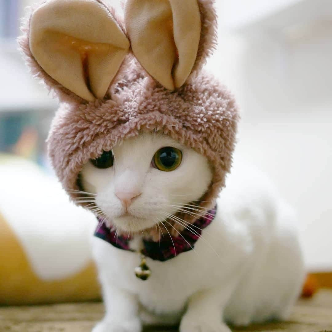 PECOねこ部さんのインスタグラム写真 - (PECOねこ部Instagram)「. 「ウサギさんにゃ😸🐰✨」 #可愛いウサギさんに #変身した #みくちゃん💕 #あまりの可愛さに #とらじ君 #魅入っちゃって…😻 #regram：@toraji11  素敵な写真を投稿してくださったのは… @toraji11 さん 他にも素敵なお写真がたくさんあるので、ぜひ遊びに行ってみてください！  #ペコねこ部 をつけて投稿すると… PECOで楽しくご紹介させていただきます  #ねこ #猫 #ネコ #ねこ部 #にゃんこ #かわいい #cat #cats #catsofinstagram #cats_of_instagram #catstagram #kawaii #meow #catlover #白猫 #ベンガル  #whitecat #bengalcat」12月22日 21時00分 - pecocats