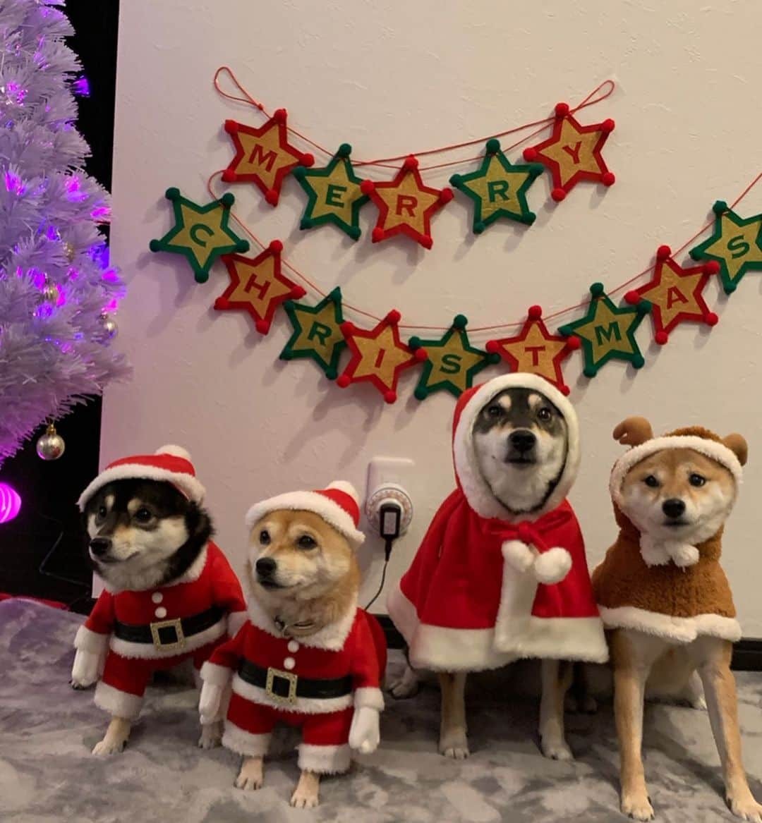 豆柴なつ&ふゆさんのインスタグラム写真 - (豆柴なつ&ふゆInstagram)「Shiba steps & Shiba Santa Claus🎅🐕❤️❤️ 昨日のクリスマスパーティーでのpic❤️柴階段に柴サンタ😂😂 #柴階段 #party #サンタクロース  #パーティー #homeparty #わんこのいる生活 #dogstagram  #thedailyshibainu #west_dog_japan  #わんダフォ #shibamania  #柴犬ライフ#pecoいぬ部 #shiba_snap  #instashiba#cutedogs  #柴犬#shiba #shibainu #shibastagram #いぬすたぐらむ #pecoいぬ部 #犬バカ部 #shibainumag_feature #instafollow #dogoftheday  #🐕📷 #theshibasociety  #柴#proudshibas  #柴犬マニア」12月22日 21時12分 - mameshiba.natsuinu56