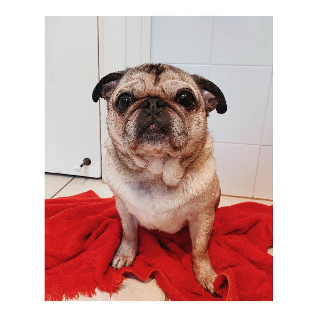 Melissa Santiagoのインスタグラム：「Freshly washed & extra fuzzy #DailyPug #LeicaHarrietPancakes #Pug #pugsofinstagram」