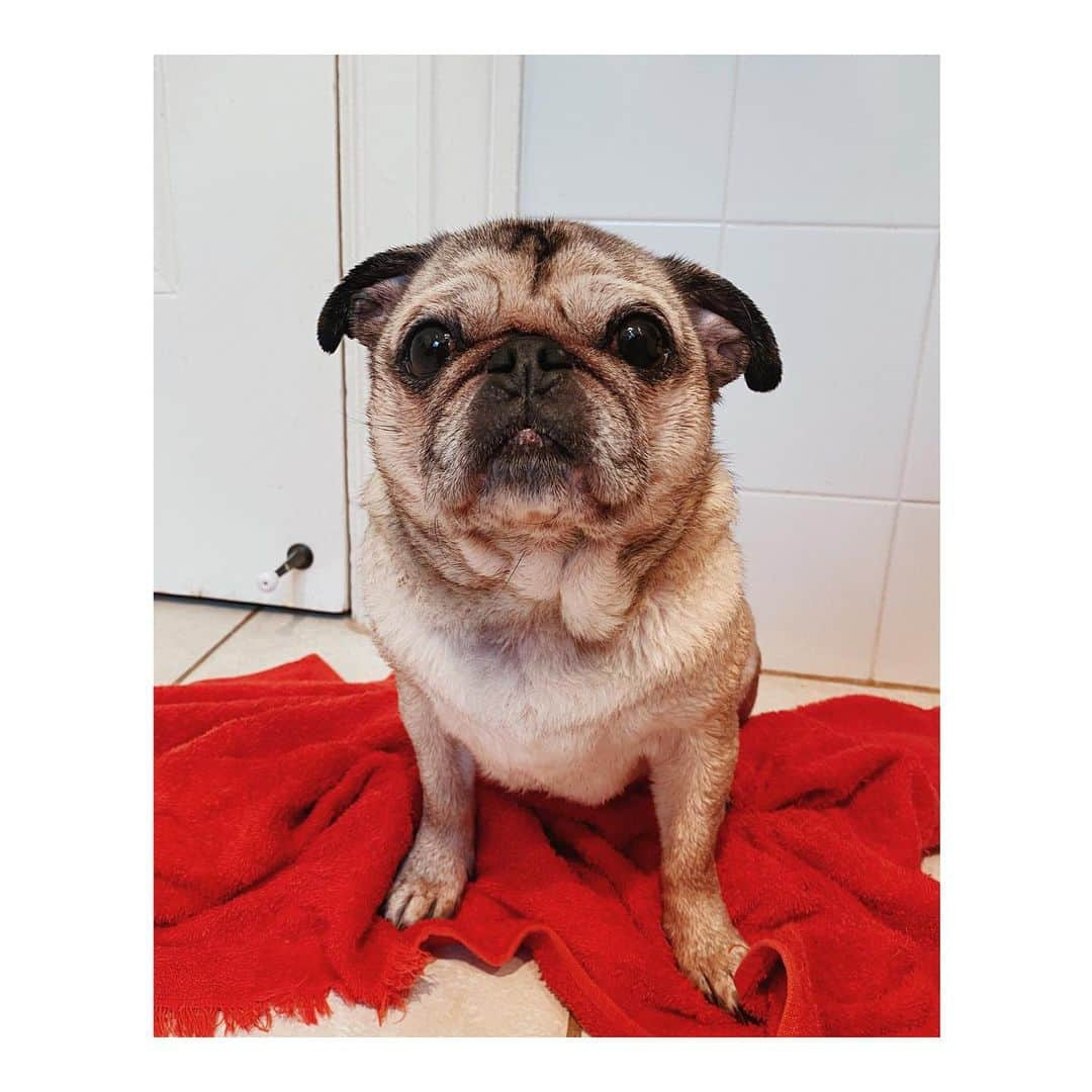 Melissa Santiagoさんのインスタグラム写真 - (Melissa SantiagoInstagram)「Freshly washed & extra fuzzy #DailyPug #LeicaHarrietPancakes #Pug #pugsofinstagram」12月22日 12時56分 - shortformelissa