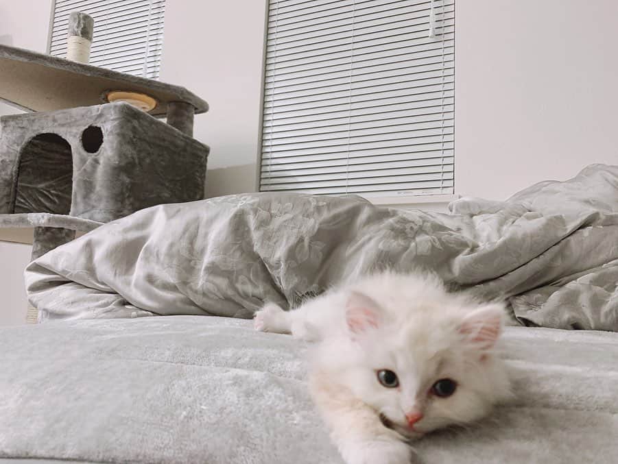 田中れいなさんのインスタグラム写真 - (田中れいなInstagram)「. かわいいかわいいかわいい。 自分のベットって思ってる。 絶対思ってる。 ・‥…━━━☞・‥…━━━☞ #今日のシンバ #ネコ #ねこ #猫 #シンバ #かわいい #眠たいみたい #photo #Instagram #instagramjapan」12月22日 13時22分 - tanakareina.lovendor