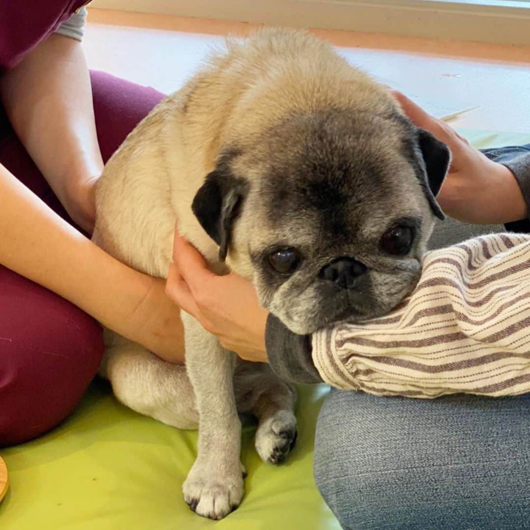 八兵衛のインスタグラム：「Acupuncture needle moxibustion treatment for dogs w/Guli🐶🐶😊 * * 2週間も前のことですが💦 ぐりちゃんといつもの 鍼灸治療に行ってきました。 * * ②八兵衛は 最後に病院からもらう クッキーが先に欲しくて仕方ないw (誰か持ってこないかなー🤔🍪) * * ③八兵衛ちょっと 軟便太郎がひと月ほど 続いてしまい、 痩せてしまいました。 現在は 太郎(笑)脱出しつつあるので 徐々に戻るといいな🐷 * * * ④ぐりちゃんが可愛すぎ😭❤️ * *  #ほぼ黒パグ #おじいちゃん犬 #pug #puggy #puglife #puglove #petstagram #pugstagram #pugsofinstagram #pugs #dog #ふわもこ部  @igersjp #IGersJP #east_dog_japan #pecoイヌ部 #八兵衛 #はちべえ #朝ワンコ夕ニャンコ #犬の鍼灸治療　#東洋医学　#鍼灸　#鍼灸治療」