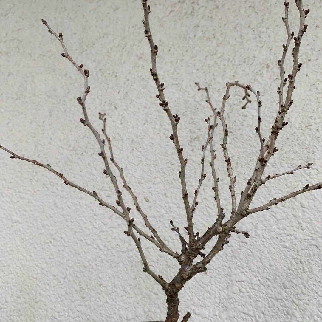 堀内貴司さんのインスタグラム写真 - (堀内貴司Instagram)「盆栽栽培1ヵ月と1週目 特に変化は感じないけど毎日水をあげるだけで癒される。 年末の荒れた胃の自分がちっぽけ。 春に花咲きますように🙏 #盆栽 #BONSAI #初心者」12月22日 15時52分 - slamhoriuchi