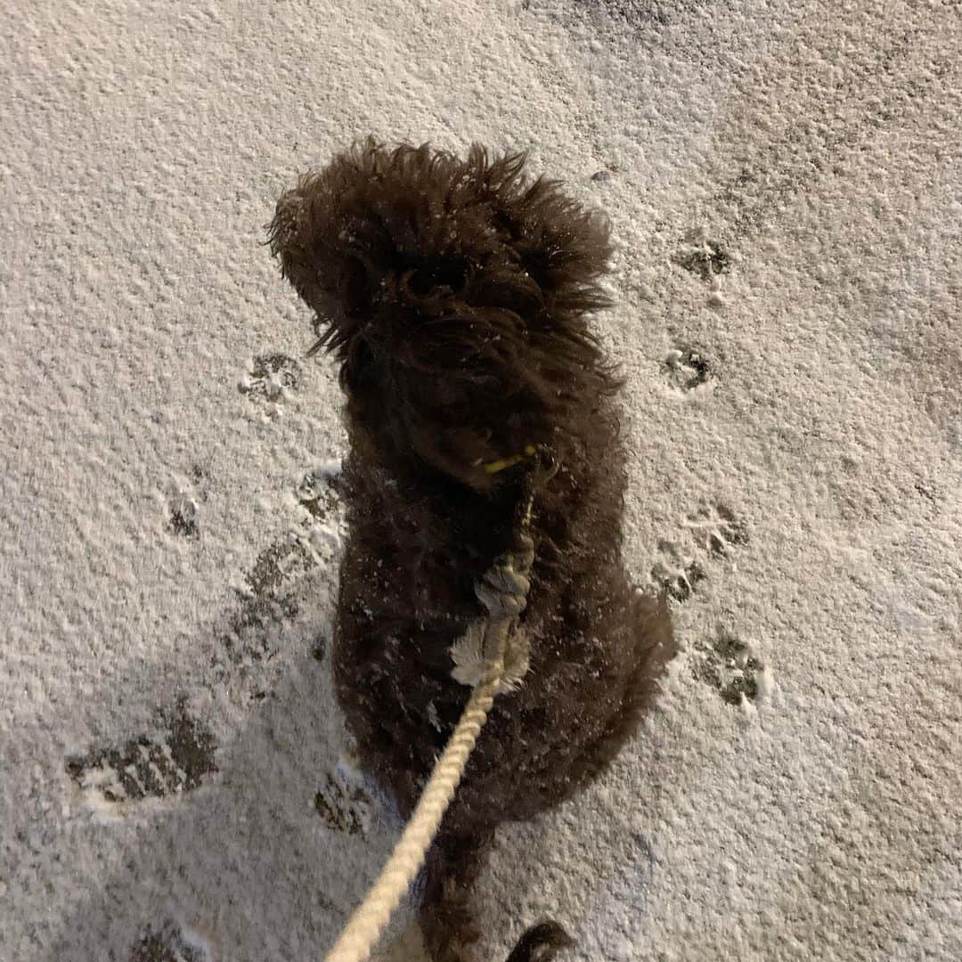 薮下柊さんのインスタグラム写真 - (薮下柊Instagram)「この間の雪の日のお散歩❄️with @popeye_shu : 毎日毎日少しづつ成長していくのが本当に可愛くて可愛いくて仕方がない🥺 : #nyc #newyork  #dogs #labradoodle  #dogsofinstagram」12月22日 16時05分 - __yabushita_shu__