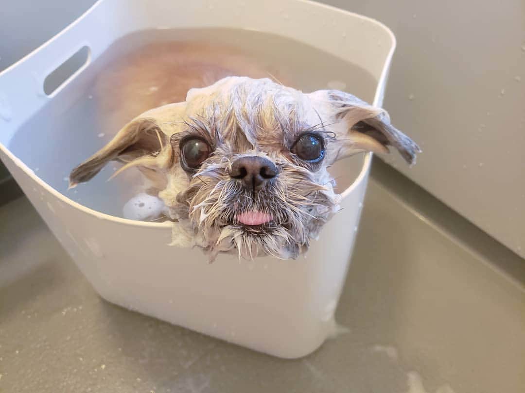 のインスタグラム：「May the Force be with you. 愛犬を洗っていたはずなのに、途中で知らない生き物に… #漂うあのジェダイマスター感 #いいお出汁出てます」