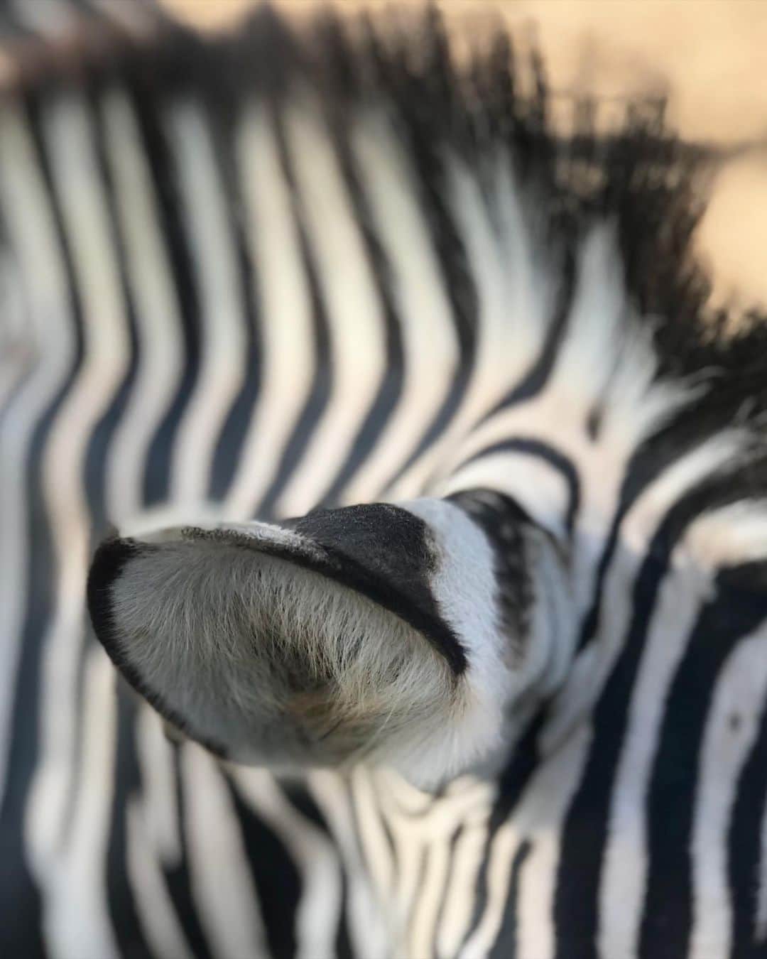 倉岡晋也のインスタグラム：「Earth ✔︎ #zebra with soil」