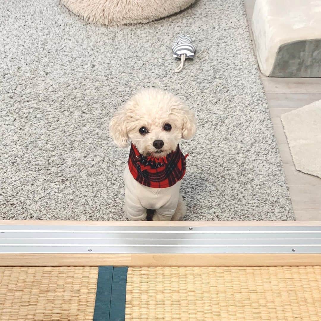 mizuのインスタグラム：「最近のごはんの催促はこのスタイル•ᴥ• . . . 先日のマフラー再販の際にはたくさんの方にショップをご覧いただきましてありがとうございました。 赤のみでしたので少し多めにご用意しておりましたが、多くの方にご購入いただき、また、マフラー販売も5年目くらいとなる今もお買い求めいただけますこと、とても感謝しております。 また次回かわいいマフラーを販売できたらいいなと思っております。 . .」