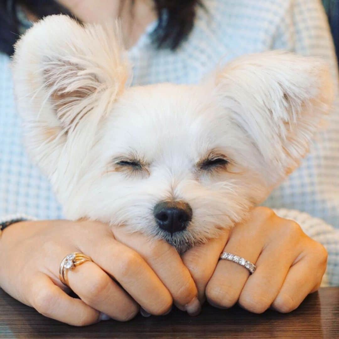 チャン・リーメイのグルメインスタ