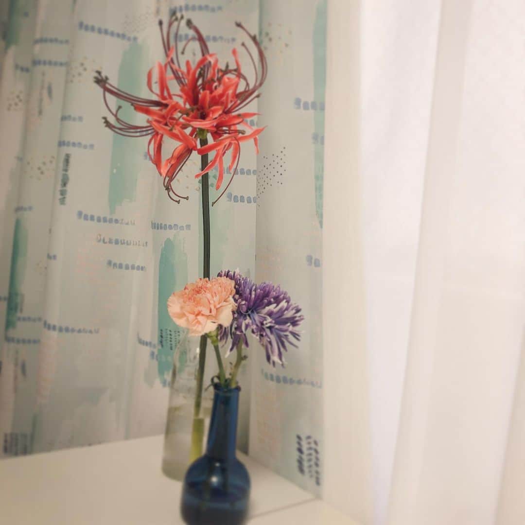朝日奈丸佳さんのインスタグラム写真 - (朝日奈丸佳Instagram)「ウィンターライブのお花、ありがとうね。ドライフラワーにするよ。 Studyのお花もずっと綺麗に咲いてくれていました！ありがとう。  #花 #花のある暮らし」12月22日 16時41分 - madoka_maru_hina