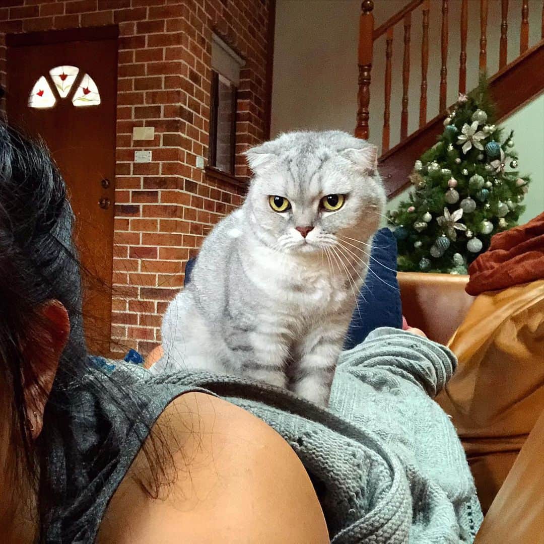 のインスタグラム：「When you’re trying to catch a break from all the Christmas parties, but your cat complains and calls you a party pooper. #itstheseason #christmas #christmastree」