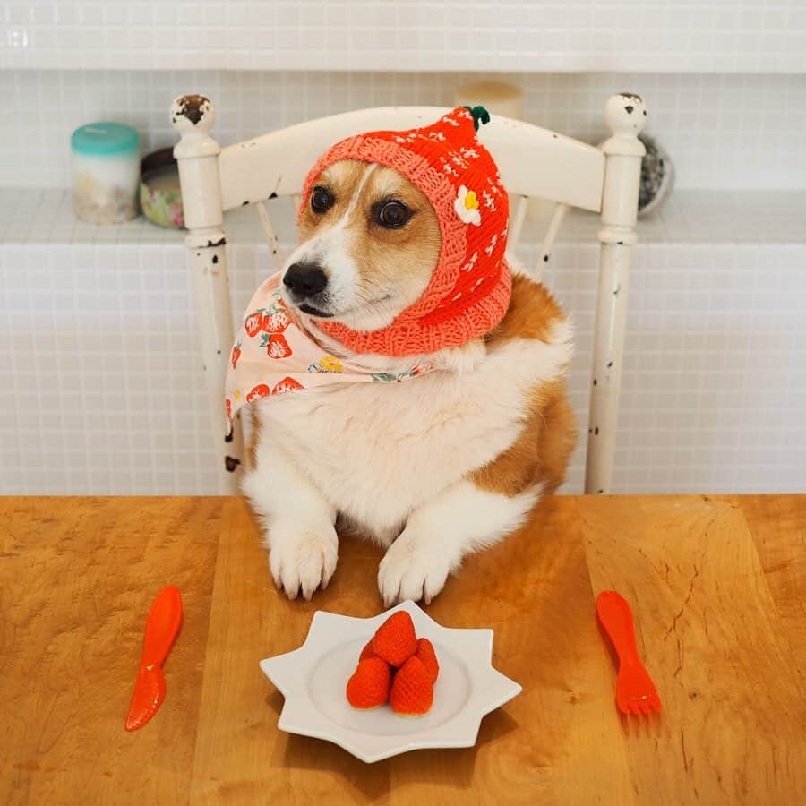 ericoのインスタグラム：「✩ いちご🍓を食べる 正装した俺 ✩ #ドレスコードはいちご #いちごな俺🍓 #なりきりフルーツ帽 ✩ Formal wear is required when eating. Dress code is strawberry. 🍓🍓 #それいけ力丸くん #コーギー  #犬のいる暮らし#pembrokewelshcorgi  #corgistagram #barked #dogsofinstagram #buzzfeed #corgisofinstagram  #dailyfluff #9gag #weeklyfluff #dogstagram」