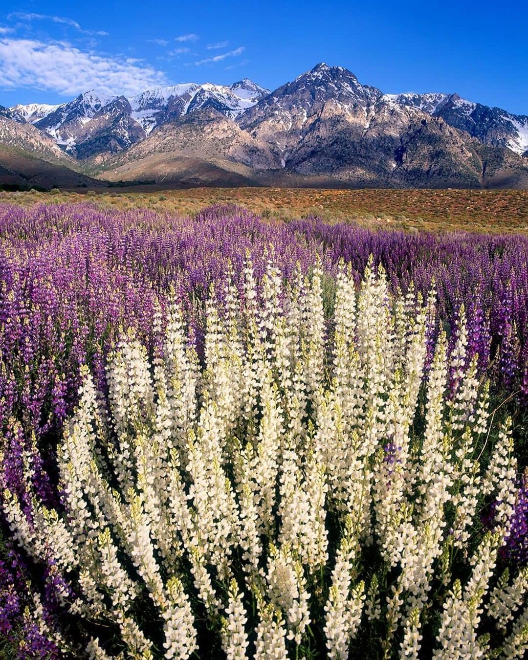 National Geographic Travelさんのインスタグラム写真 - (National Geographic TravelInstagram)「Photo by @stephen_matera | Lupine wildflowers bloom in Owens Valley, California. Owens Valley, one of the deepest valleys in the United States, lies between the Sierra Nevada and the White Mountains. The mountains on either side reach around 14,000 feet in elevation, including Mount Whitney, the highest peak in the lower 48. Follow me @stephen_matera for more images like this from California and around the world. #california #wildflowers #easternsierra」12月22日 18時08分 - natgeotravel