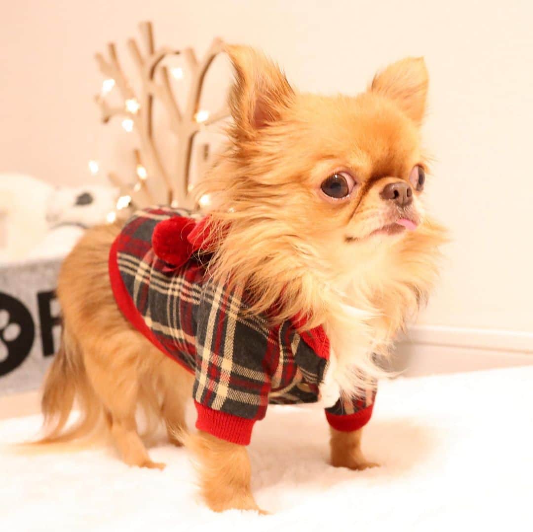 kayoのインスタグラム：「* * クリスマスプレゼントみたいな赤チェックのお洋服😍🎁✨✨ * * 中はフワフワボワで 防寒もバッチリ✌️ * * 背中のリボンが可愛いー☺️❤️ * * 💟 @corona_dog_lifestyle * * kulio💗 * * #chihuahua#chihuahualove#dogstgram#dog#instadog#チワワ#チワワ大好き * *」