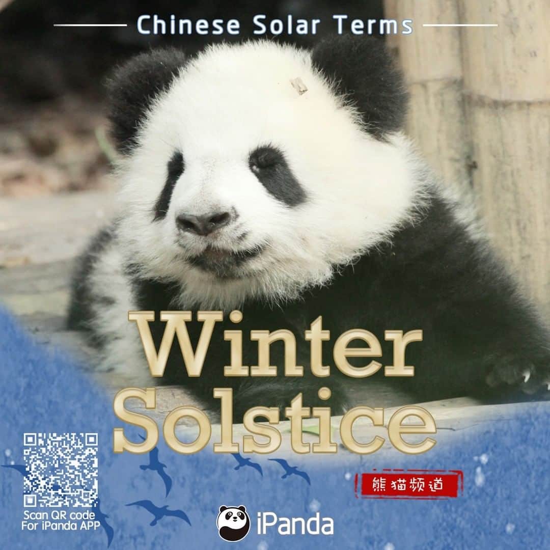 iPandaさんのインスタグラム写真 - (iPandaInstagram)「Winter Solstice, the 22nd of the 24 solar terms in Chinese lunar calendar, falls on Dec. 22 this year. The day marks the beginning of deep winter. For many Chinese people living in the north, dumplings are an essential part of the dining table on this day. Now our black sesame rice dumplings are ready, would they add more flavor to your winter? 🐼 🐾 🐼 #ChineseCulture #panda #ipanda #animal #pet #adorable #China #travel #pandababy #cute #photooftheday #Sichuan #cutepanda #animalphotography #cuteness #cutenessoverload #giantpanda」12月22日 18時22分 - ipandachannel