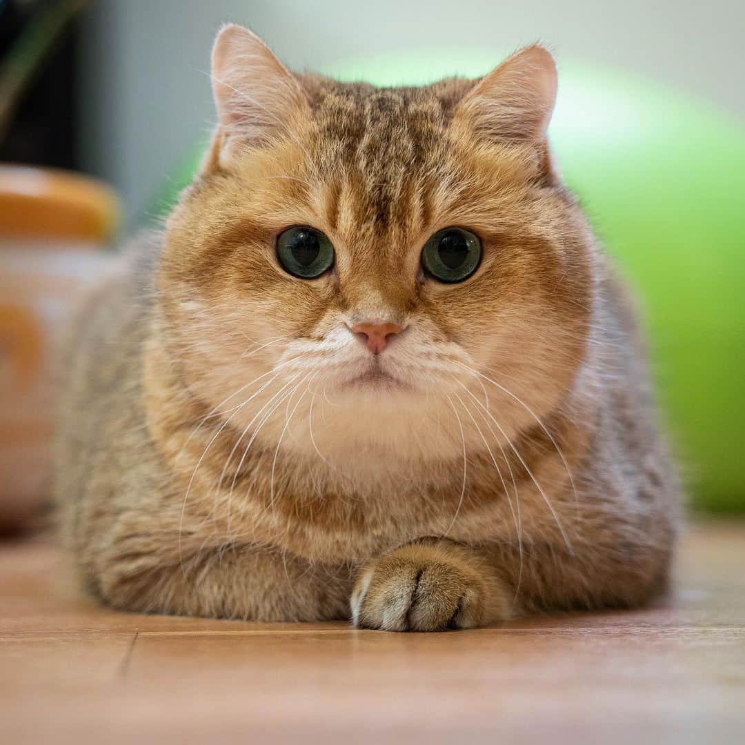 Hosicoさんのインスタグラム写真 - (HosicoInstagram)「Hi! I’m Hosico! 🥐 I live in Moscow, Russia. Where are you from?」12月22日 18時44分 - hosico_cat