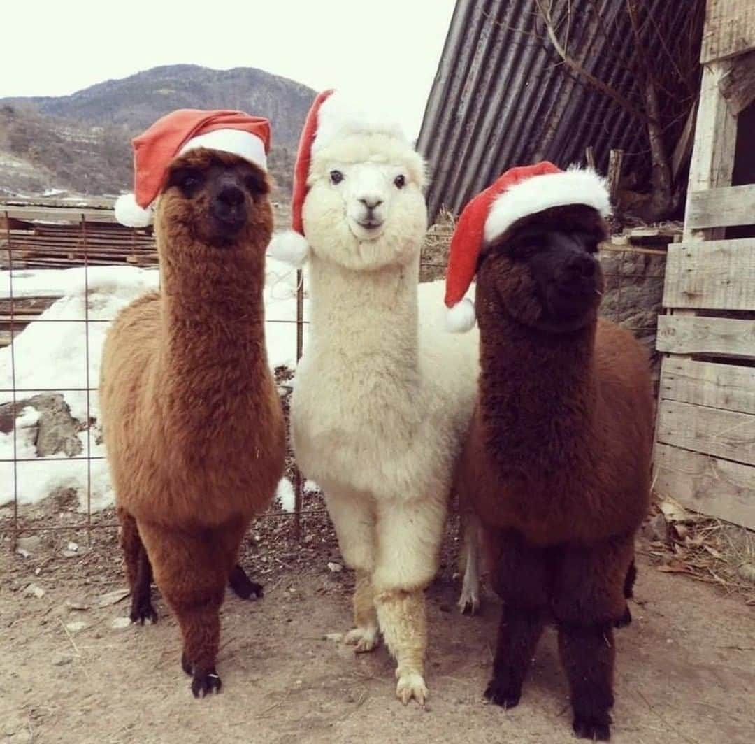 9GAGさんのインスタグラム写真 - (9GAGInstagram)「Fa la la la llama.⠀ #9gag #alpaca #llama」12月22日 19時00分 - 9gag