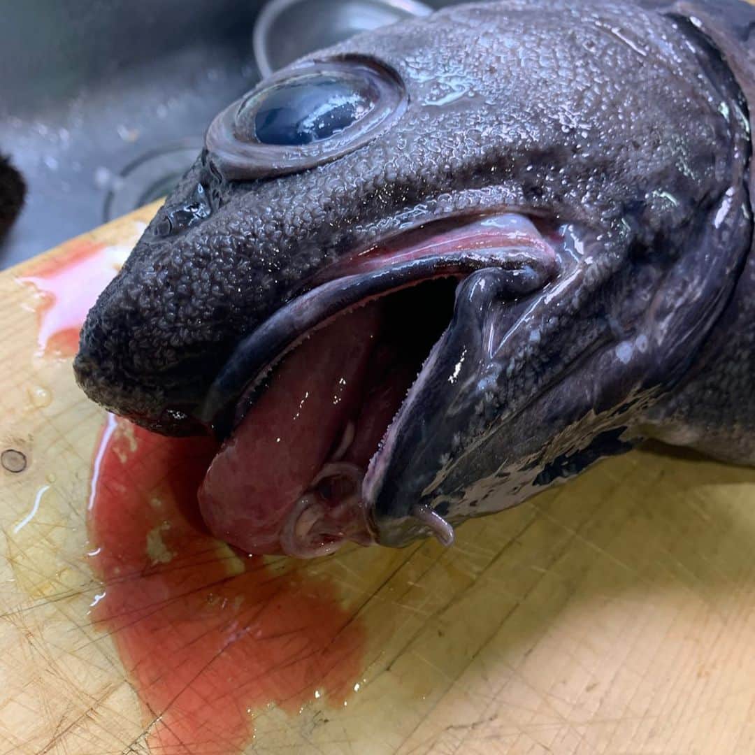 吉野七宝実さんのインスタグラム写真 - (吉野七宝実Instagram)「先日ベニアコウを釣りに行きました。 釣果はご覧の通り、イバラヒゲだけでしたが。。。 . . まずベニアコウとはなんぞやって話だと思うんですけど、ベニアコウってのは深海1000メートルくらいに住んでる赤いお魚で、めっちゃくちゃ美味しいらしい！ 私も食べたことありません😛 売ってるのも出してる店も見たことありませーん！ なんだけど、もし買おうとするとキロ1万円くらいのデラックス高級魚だそうです。 たっけー。 . . それでね、こいつを釣りに行く工程がまた一仕事。 エサも仕掛けも自分で作らなきゃいけないから大変なんだこれが。 餌はね、だいたいイカのおいしそうなやつとかを短冊状に切ったりして作るんだよね。 人によって赤く染めたりアミノ酸の粉につけたり色々なんだけど、私は紫外線で光る液につけました。 . それで仕掛けもほんと大変。 1つの仕掛けに10本の針がついてて、4つ作ったんだけどね、この糸がまあ〜、太い太い。 それをギュッとキツく結ばないといけないから指が痛くなっちゃってさー。 それで、解けたら困るからちゃんとチェックして、、、とかやってると結構な時間がかかる！！ ちなみにこの仕掛けを自分で作らないで購入すると5500円だそうです。 魚も高いけど仕掛けも高い😂 . . だからね、準備でこんだけ大変なわけ。 でもねー、この釣りする人たちはこの大変な工程を楽しんじゃうんだろうなー。 あー釣れるかなー、その日の潮はどうかなーとかね、考えながら作るのが楽しいんだよねー、これ！！ . . まあ、そんなドMな釣りです。 . . それでさ、さすが幻の魚。 なっかなか釣らせてくれないよねー。 . . . この日つったのはイバラヒゲという魚でしたが、私が会いたいのはベニアコウちゃんなのでまたチャレンジしたいと思います(ドM) . #ベニアコウ　#深海釣り　#深海魚　#釣りガール　#高級魚」12月22日 19時04分 - shihomi0305